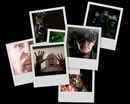 A desktop background collage from Millennium's Gehenna.
