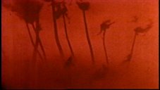 Thumbnail image 121 from the Millennium episode Darwin's Eye.